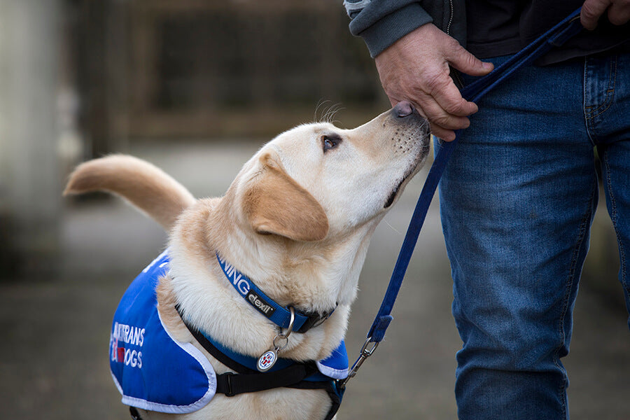 Assistance Dog with owner